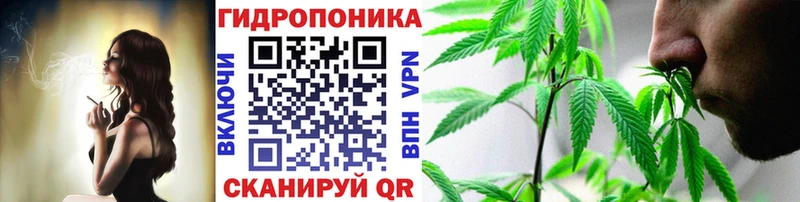 Канабис гибрид  Ленинградская 